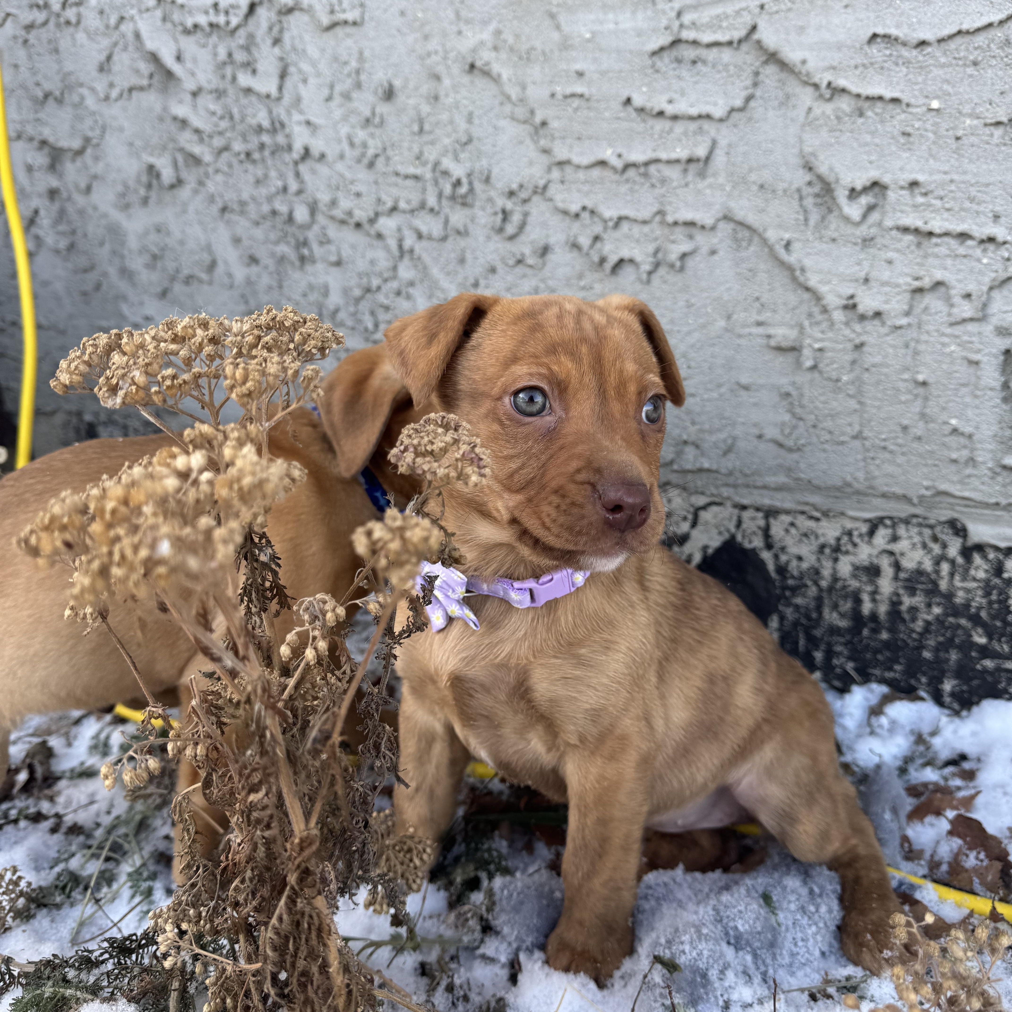 Enlarge Clover, a hold mixed breed in Saskatoon, SK image 6/6