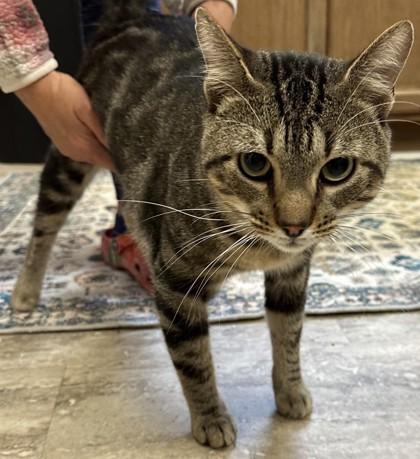 Ares (Pounce Cat Cafe), Adoptable, Adult Male Domestic Short Hair & Domestic Short Hair.