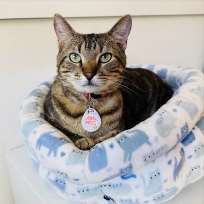 Enlarge Ares (Pounce Cat Cafe), a Adoptable mixed breed in Savannah, GA image 3/3