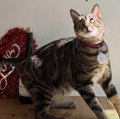 Enlarge Ares (Pounce Cat Cafe), a Adoptable mixed breed in Savannah, GA image 1/2