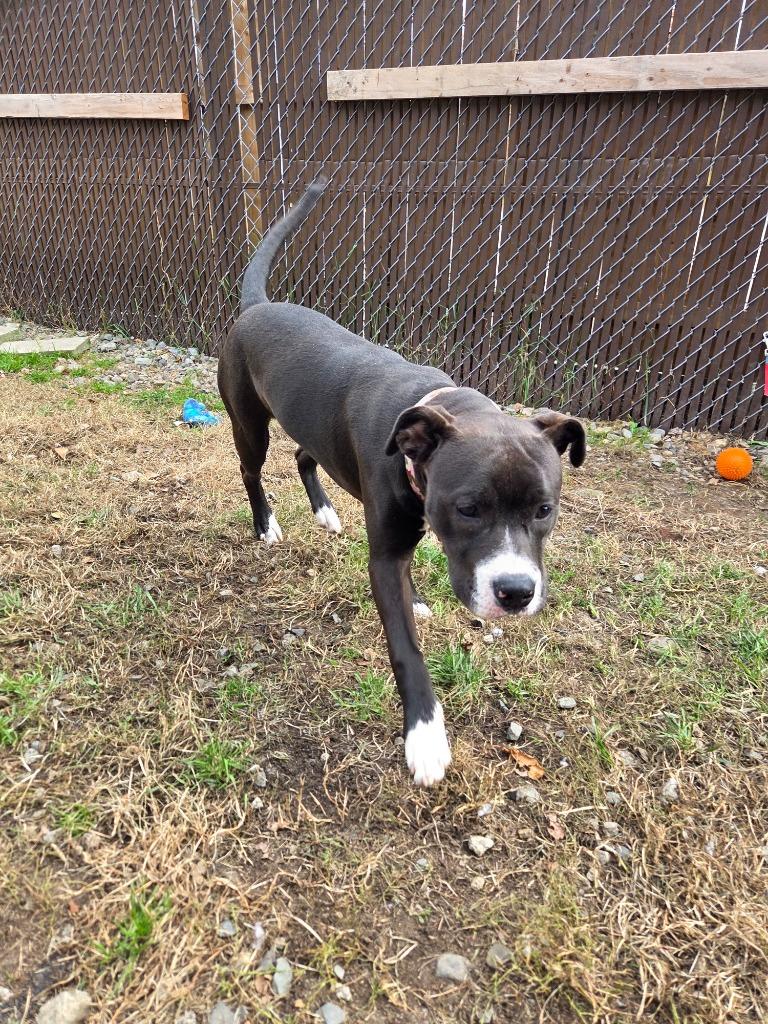 Enlarge Nala, a Adoptable Pit Bull Terrier in Lunenburg, VT image 1/2