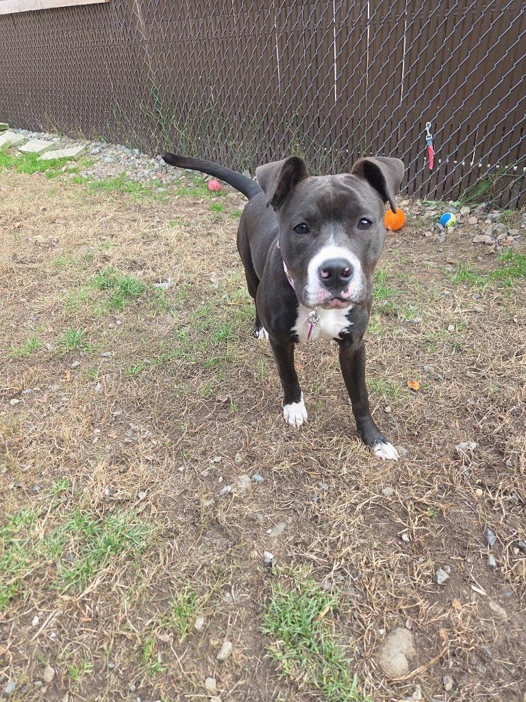 Enlarge Nala, a Adoptable Pit Bull Terrier in Lunenburg, VT image 2/2