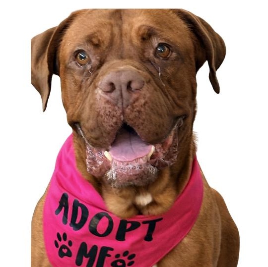 Enlarge Izzy, an adopted Dogue de Bordeaux in Riverside, CA image 2/2