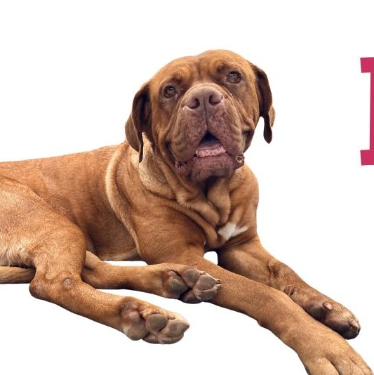 Enlarge Izzy, an adopted Dogue de Bordeaux in Riverside, CA image 1/2
