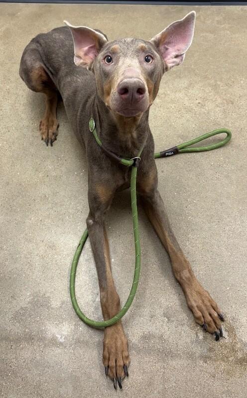 Diesel, Adoptable, Adult Male Doberman Pinscher.