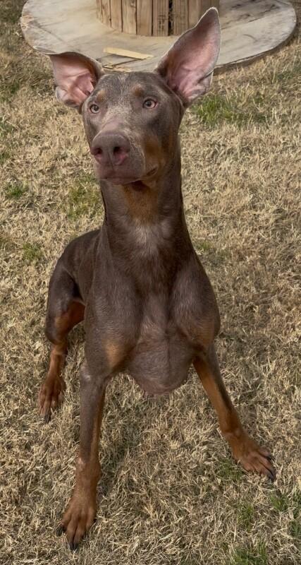 Diesel, a Adoptable mixed breed in Katy, TX image 2/4