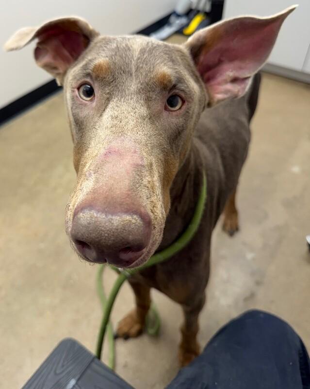 Diesel, a Adoptable mixed breed in Katy, TX image 3/4