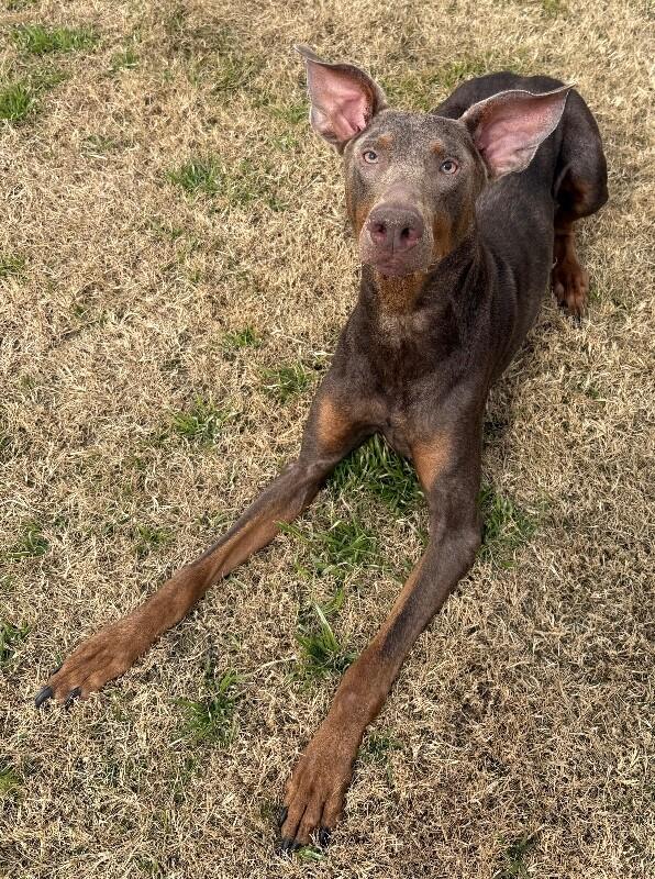 Diesel, a Adoptable mixed breed in Katy, TX image 4/4