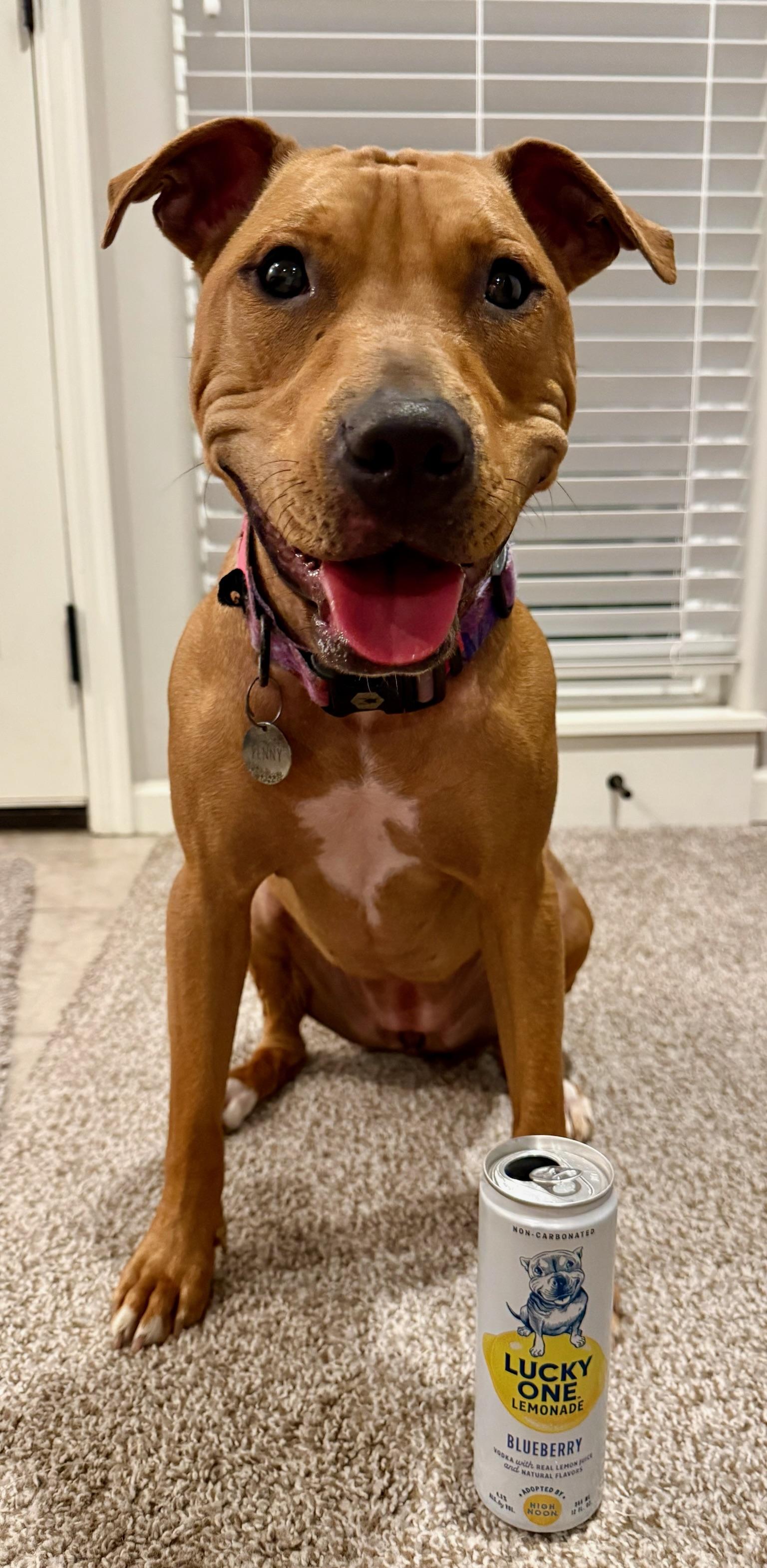 Enlarge Penny, a Adoptable Pit Bull Terrier in Overland Park, KS image 2/6