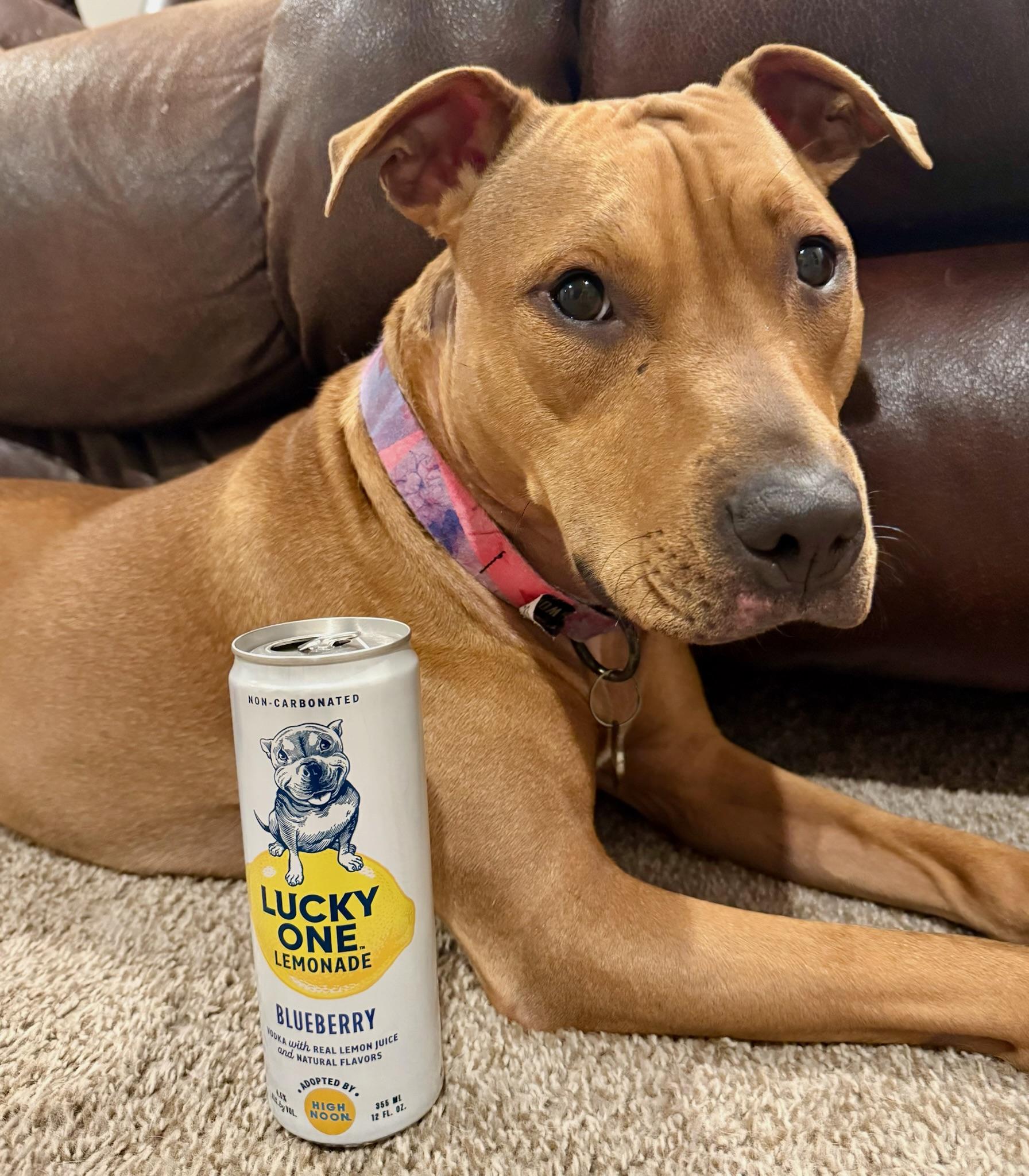 Enlarge Penny, a Adoptable Pit Bull Terrier in Overland Park, KS image 1/6