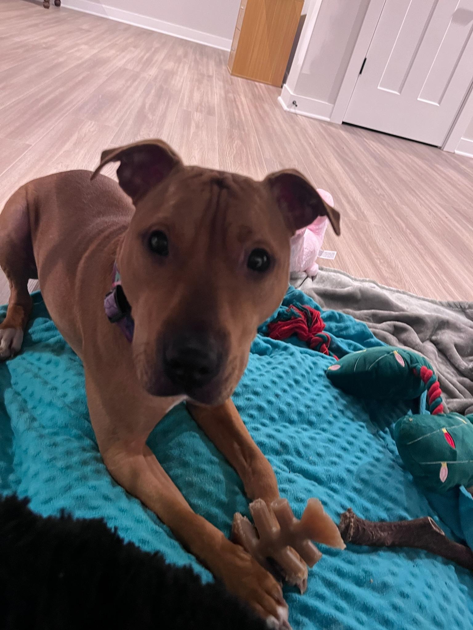 Enlarge Penny, a Adoptable Pit Bull Terrier in Overland Park, KS image 5/6