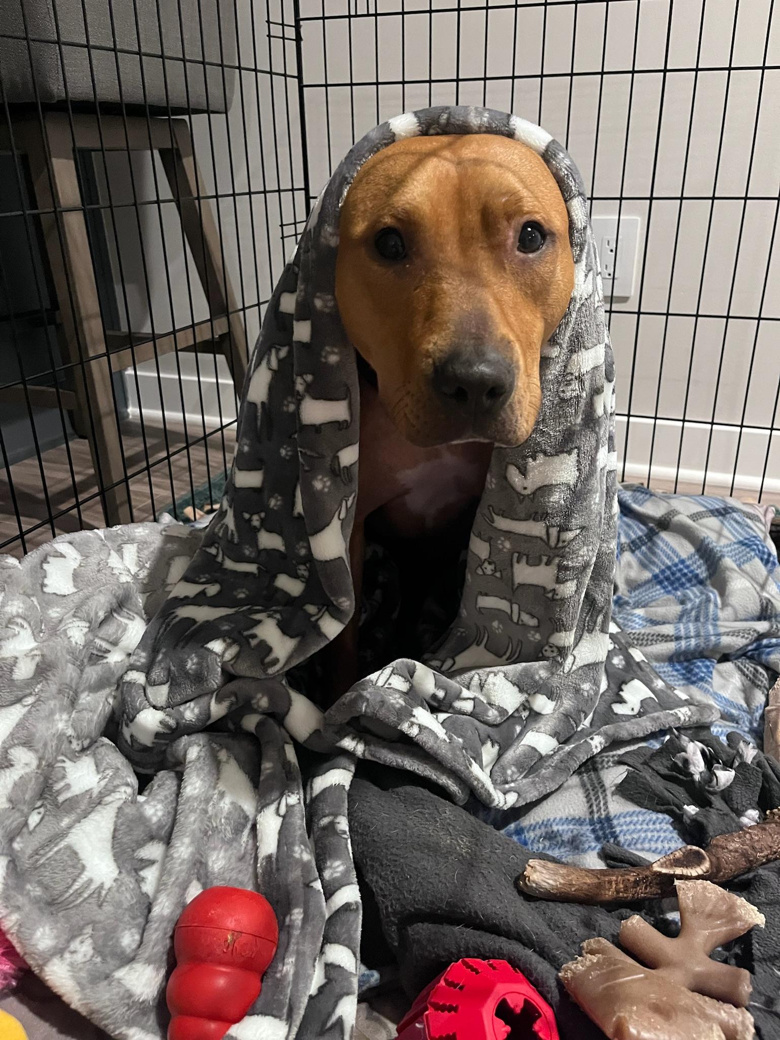 Enlarge Penny, a Adoptable Pit Bull Terrier in Overland Park, KS image 6/6