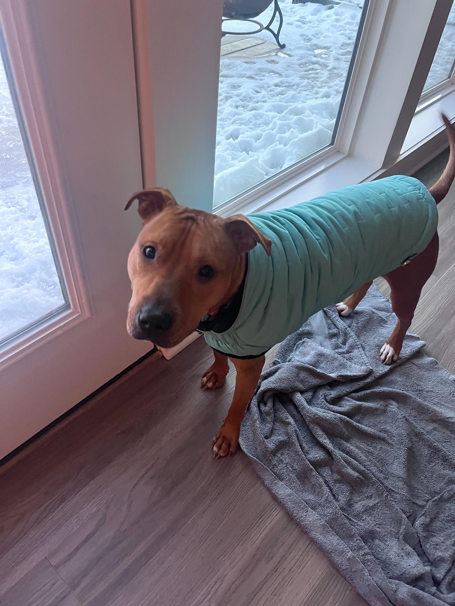 Enlarge Penny, a Adoptable Pit Bull Terrier in Overland Park, KS image 4/6