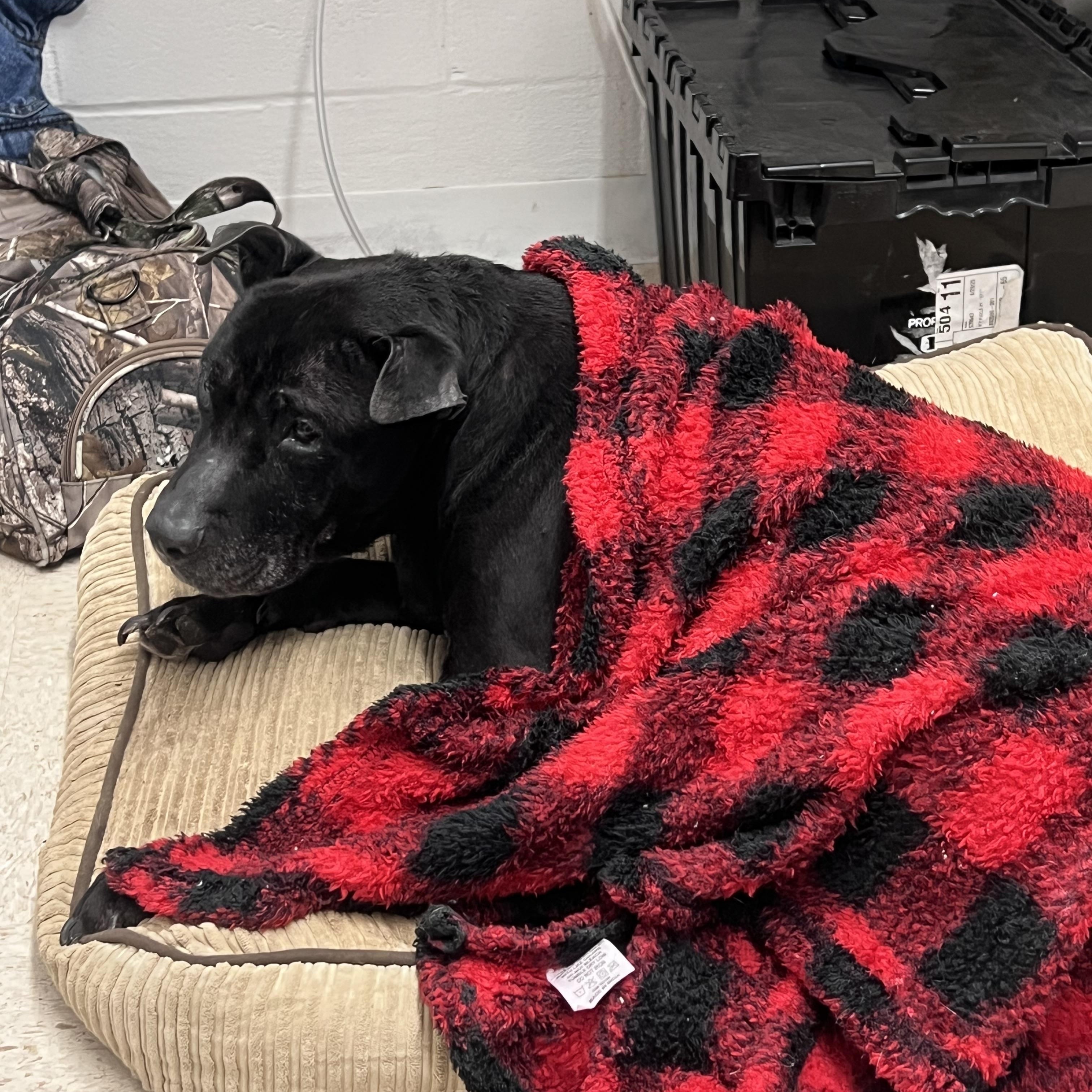 Desi, a ADOPTABLE mixed breed in Mount Sterling, KY image 3/3