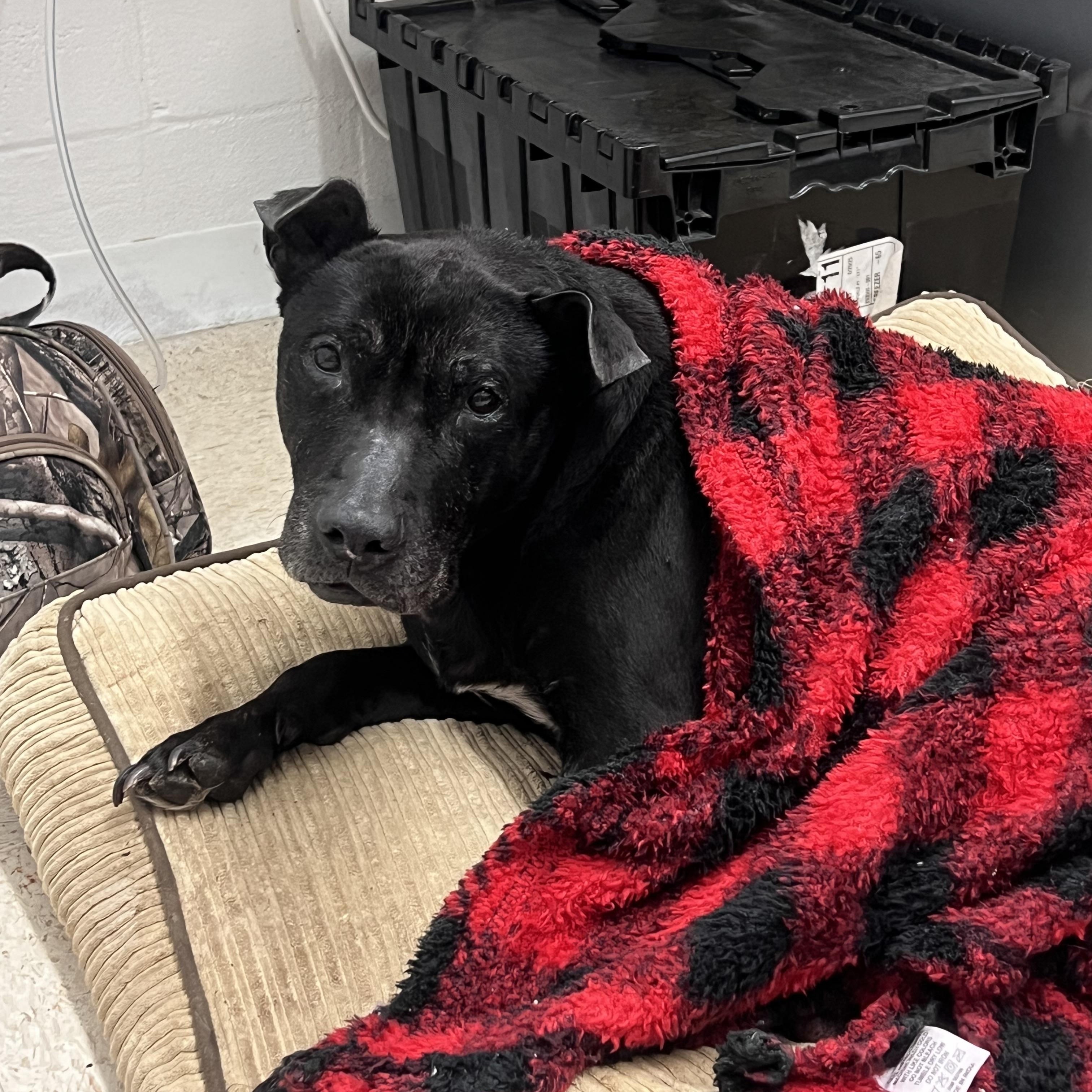 Desi, ADOPTABLE, Senior Female Affenpinscher & Pit Bull Terrier.
