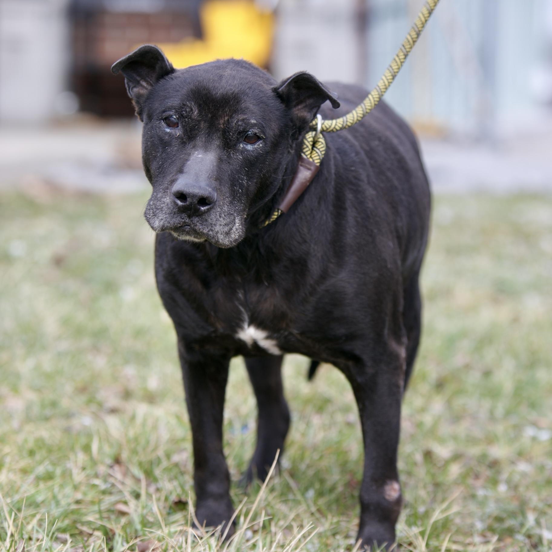 Desi, a ADOPTABLE mixed breed in Mount Sterling, KY image 2/3