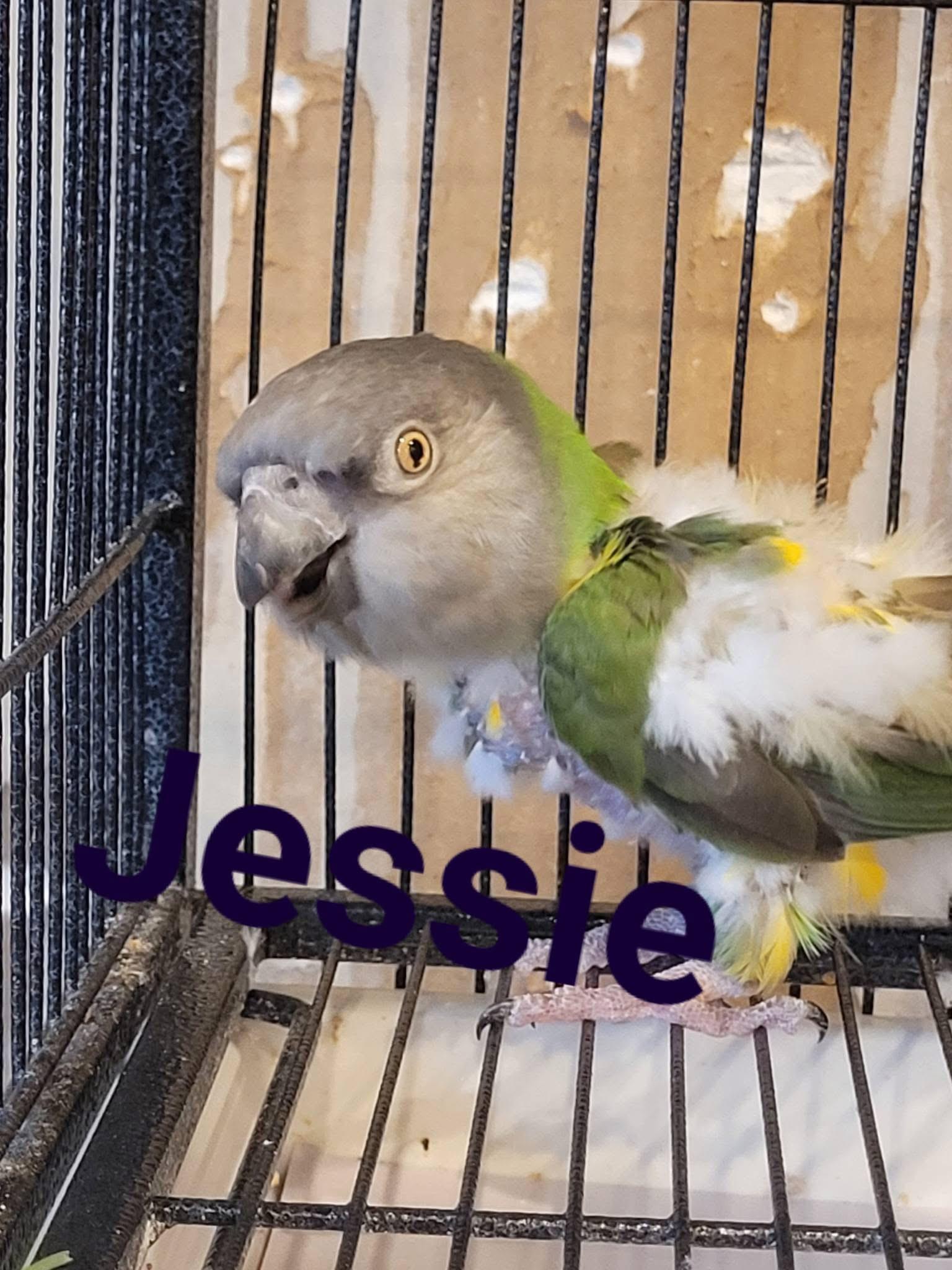 Enlarge Jessie, a ADOPTABLE Poicephalus / Senegal in Blairstown, NJ image 1/1