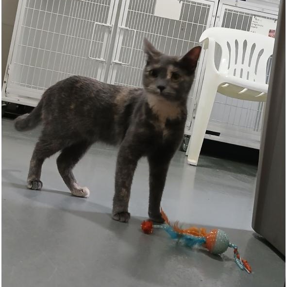 Enlarge Lollipop, a ADOPTABLE American Shorthair in Iowa Falls, IA image 1/1