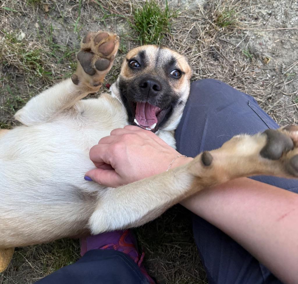 Cash, a Adoptable mixed breed in Hampton, VA image 1/4