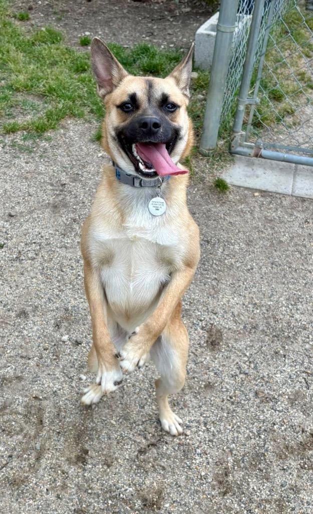 Enlarge Cash, a Adoptable mixed breed in Hampton, VA image 1/2