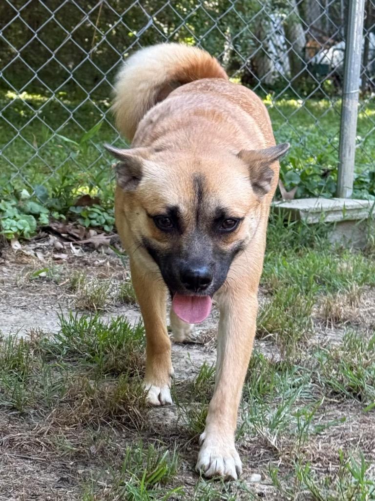 Cash, a Adoptable mixed breed in Hampton, VA image 3/4