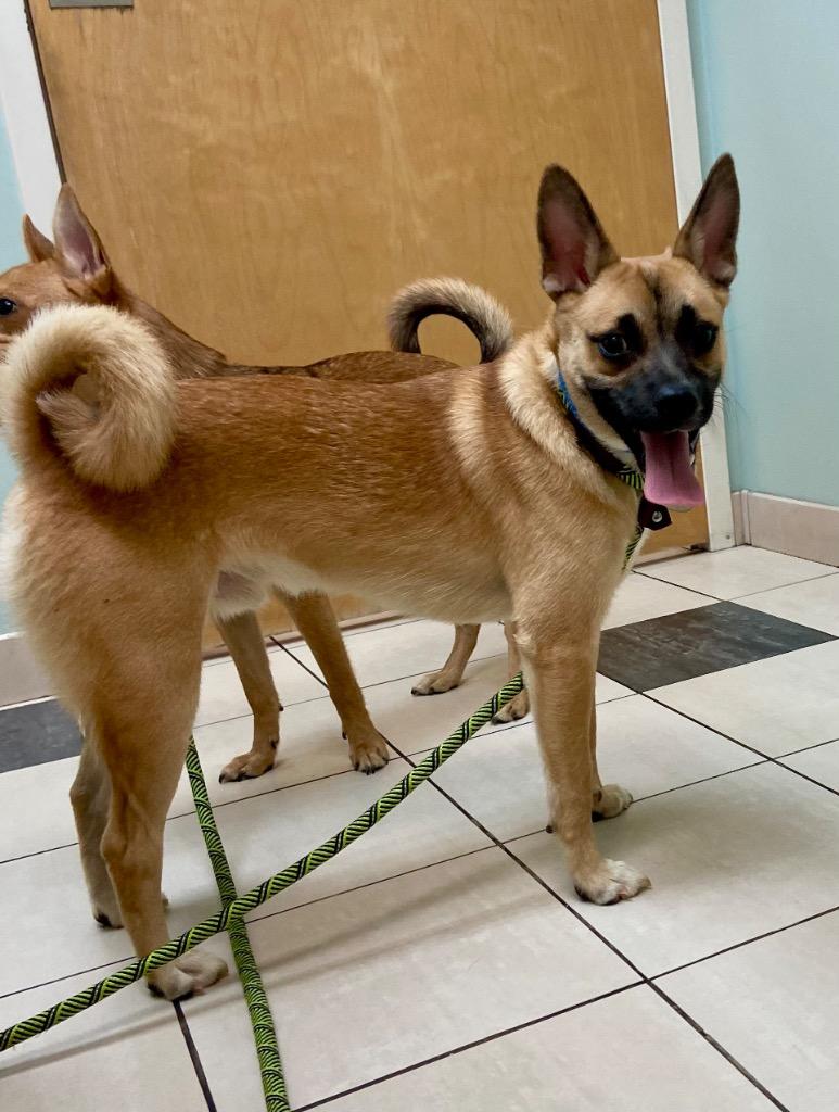 Enlarge Cash, a Adoptable mixed breed in Hampton, VA image 2/2