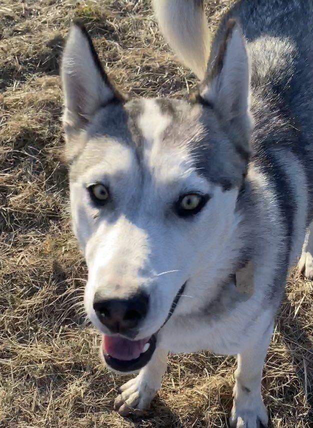 Star *READ ENTIRE DESCRIPTION*, Adoptable, Young Female Alaskan Malamute.