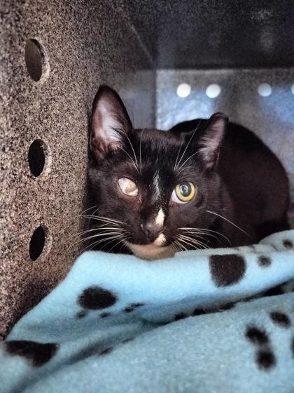 Enlarge Taser, a Adoptable mixed breed in Irving, TX image 1/1