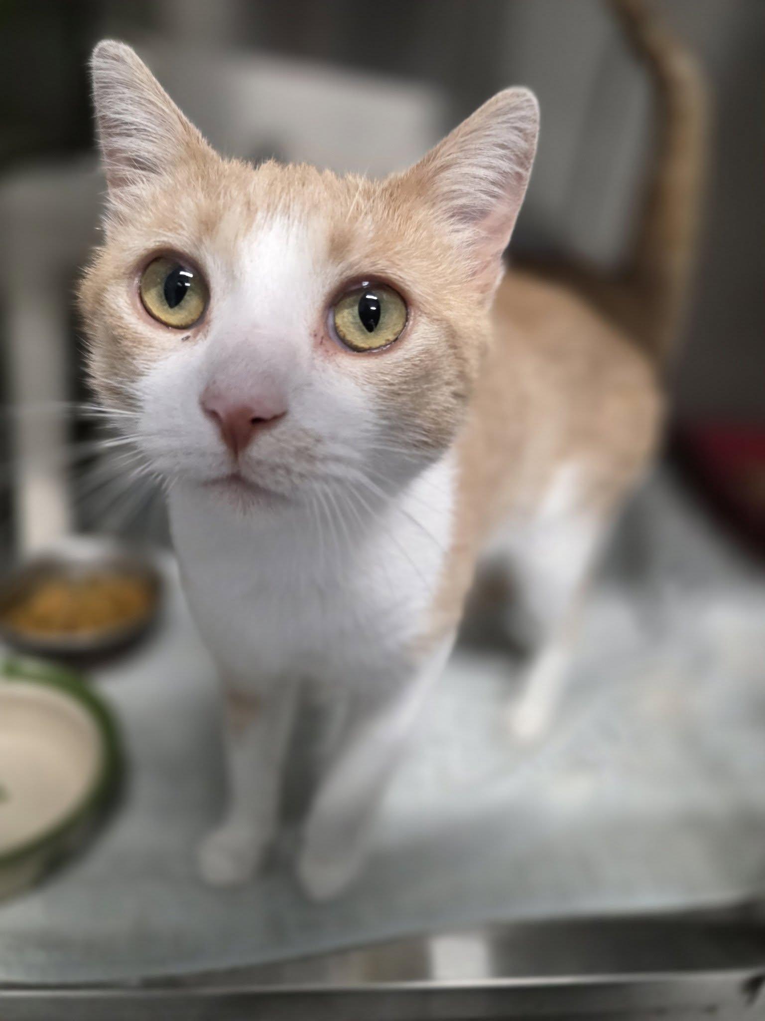 Jack, ADOPTABLE, Adult Male Domestic Short Hair.