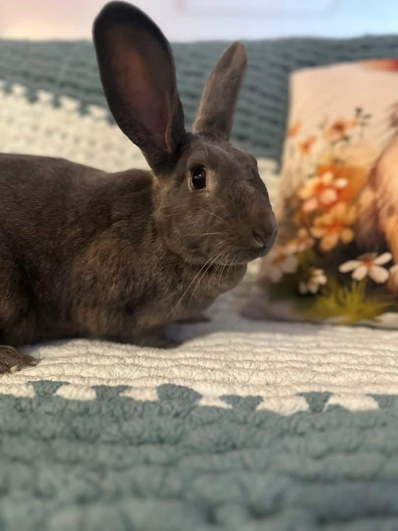 Enlarge Emma, a ADOPTABLE New Zealand in St. Charles, MO image 4/4