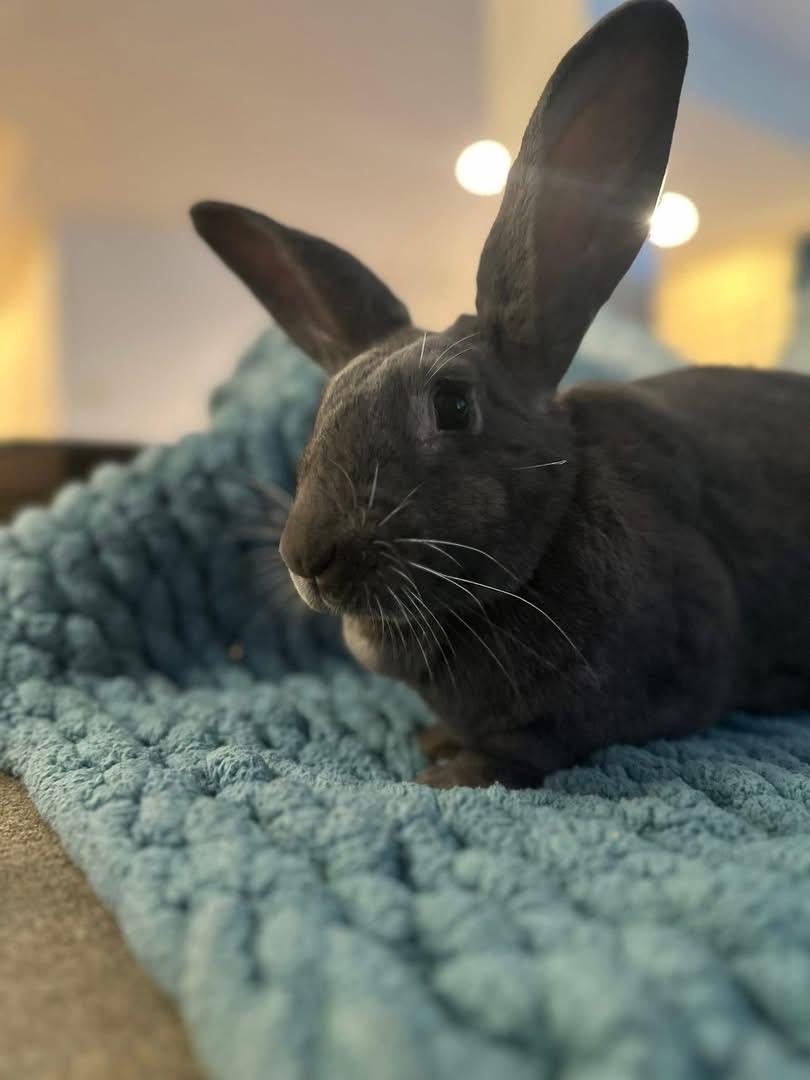 Enlarge Emma, a ADOPTABLE New Zealand in St. Charles, MO image 3/4