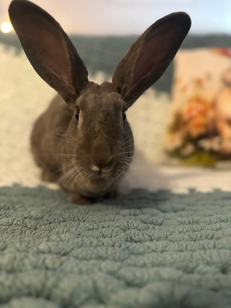 Enlarge Emma, a ADOPTABLE New Zealand in St. Charles, MO image 2/4