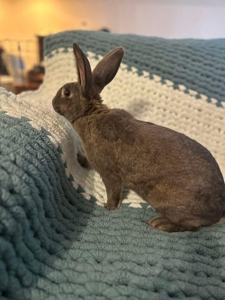 Emma, ADOPTABLE, Adult Female New Zealand.