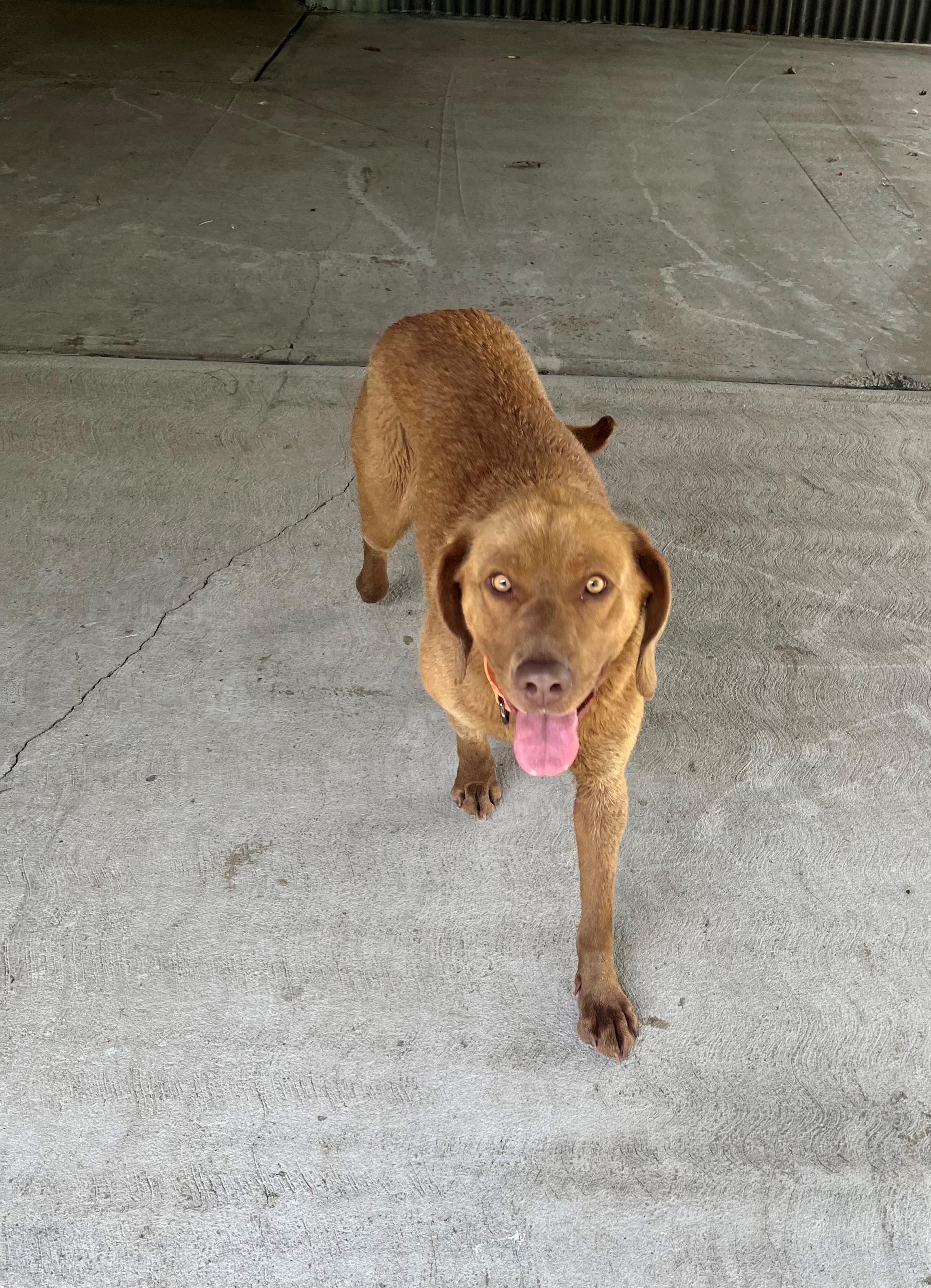 Enlarge Ellie Mae, a ADOPTABLE mixed breed in Oakland, MD image 4/4