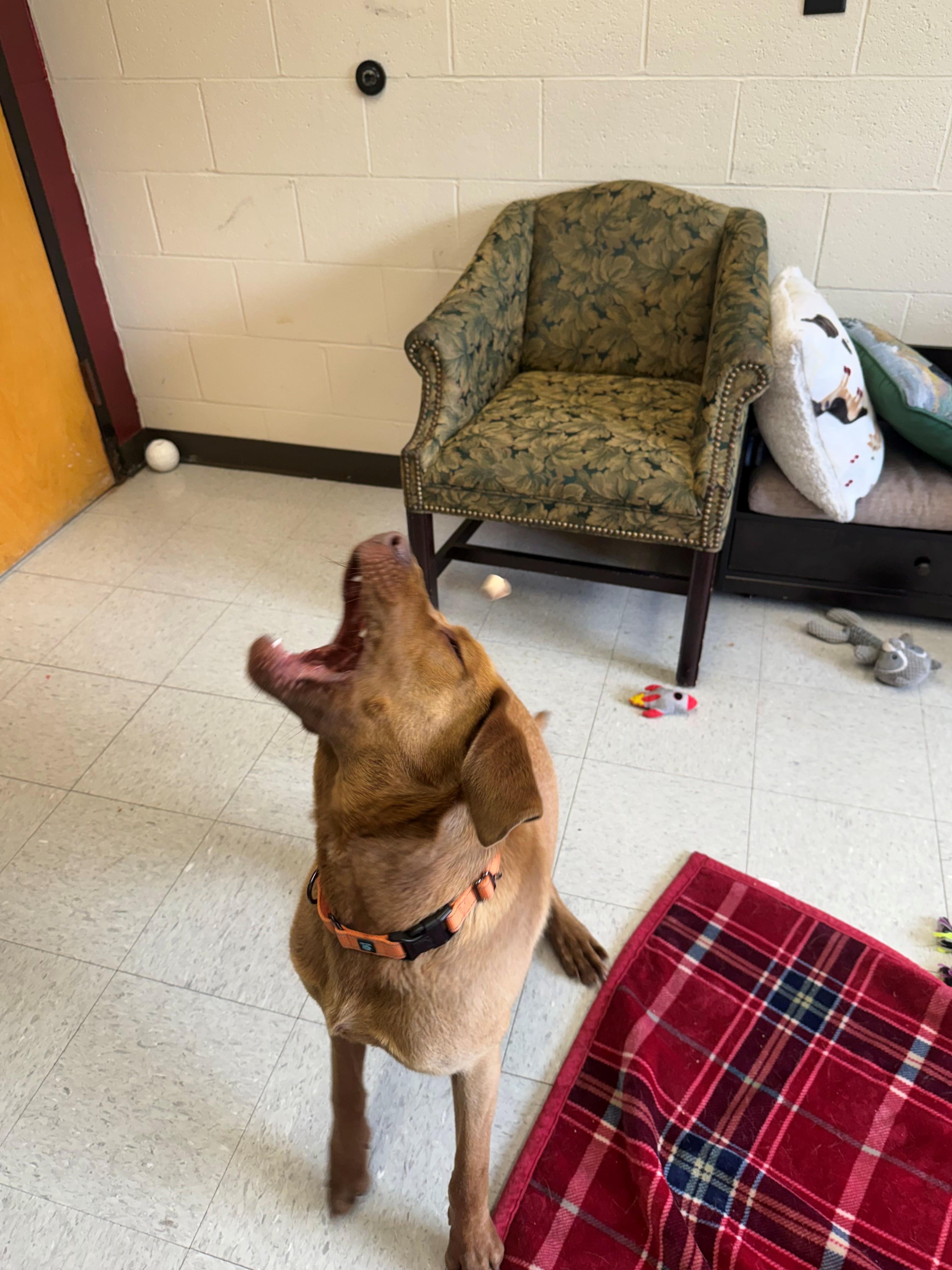 Enlarge Ellie Mae, a ADOPTABLE mixed breed in Oakland, MD image 3/4