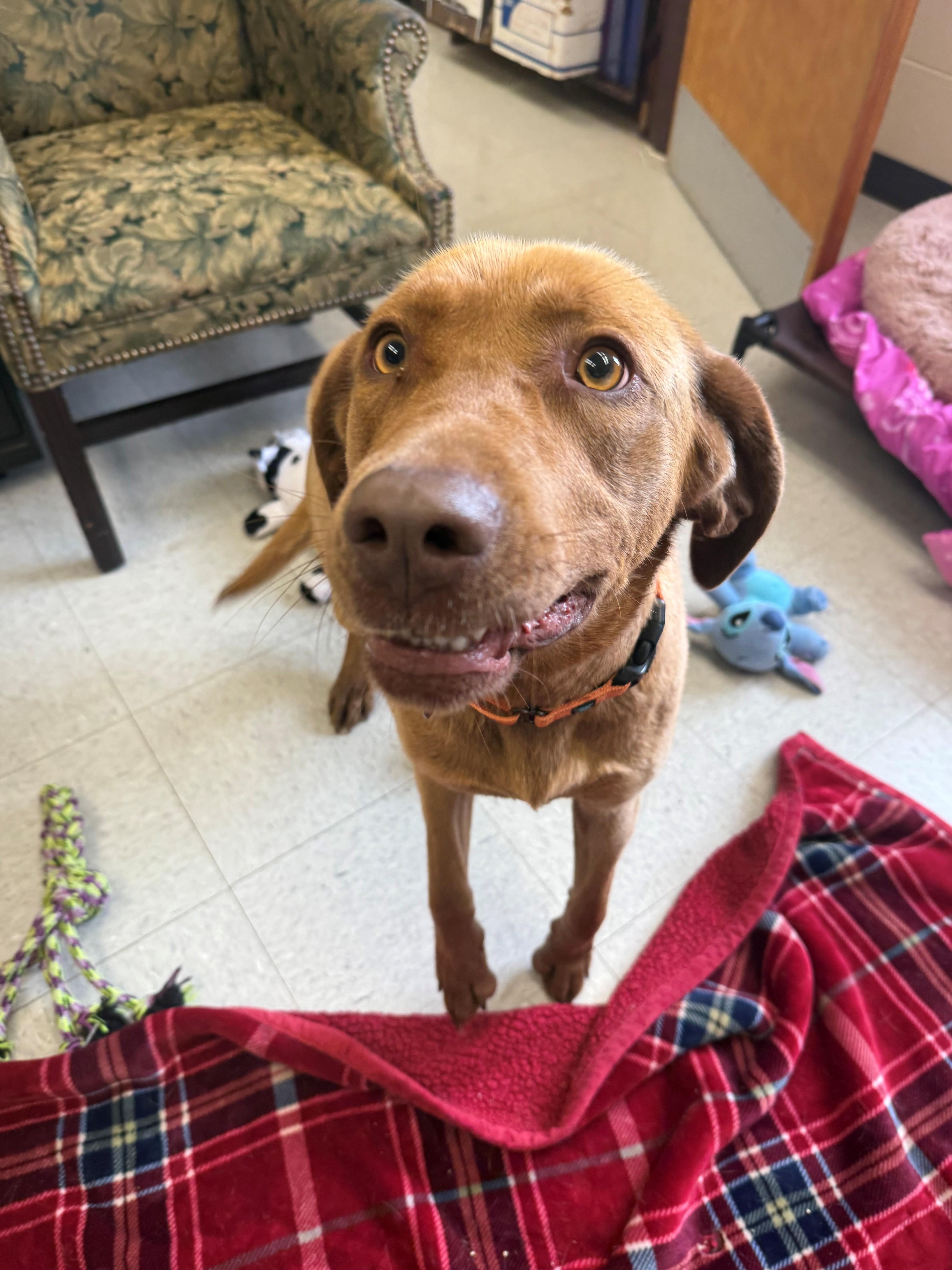 Enlarge Ellie Mae, a ADOPTABLE mixed breed in Oakland, MD image 1/4