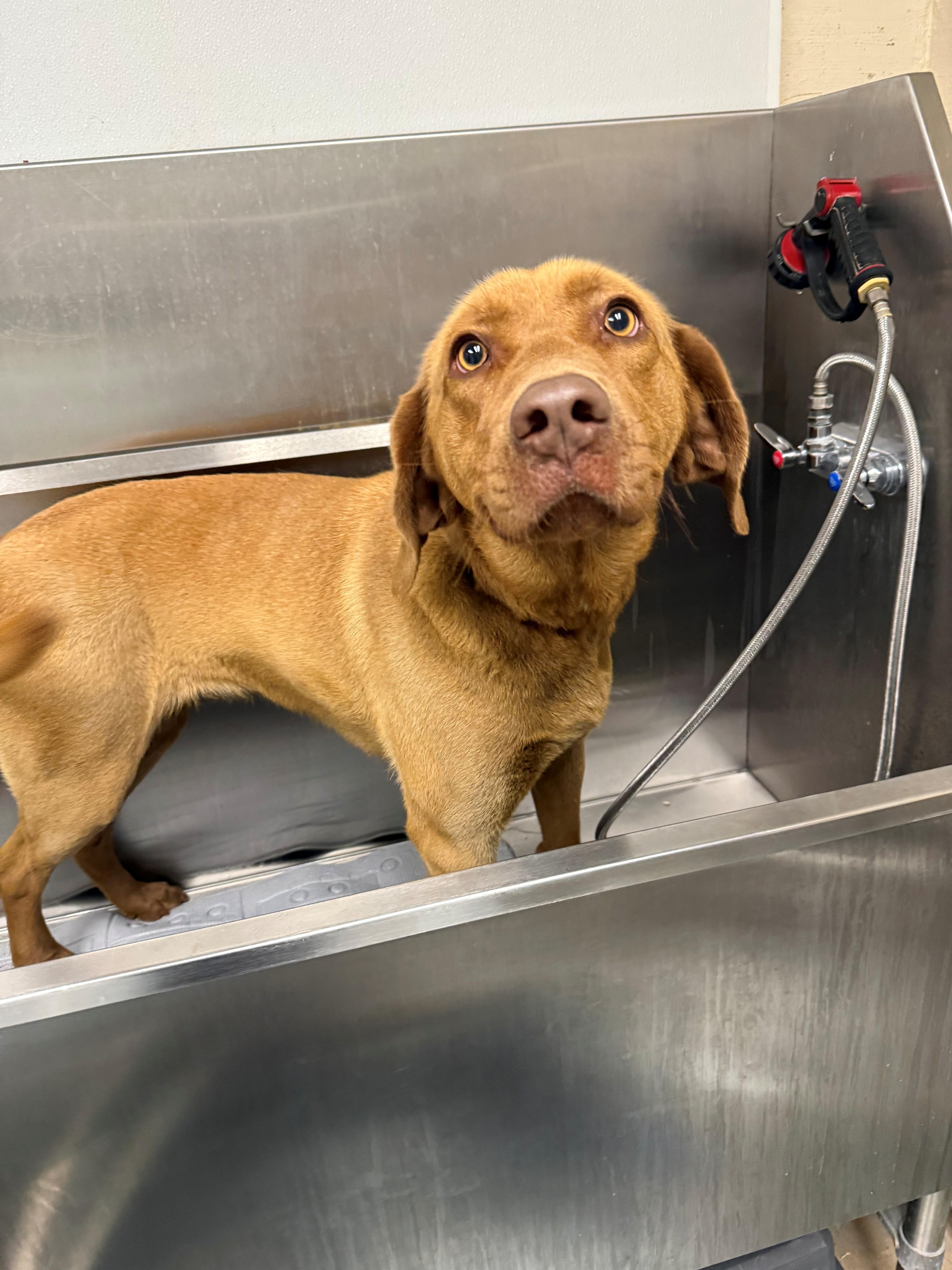 Enlarge Ellie Mae, a ADOPTABLE mixed breed in Oakland, MD image 2/4