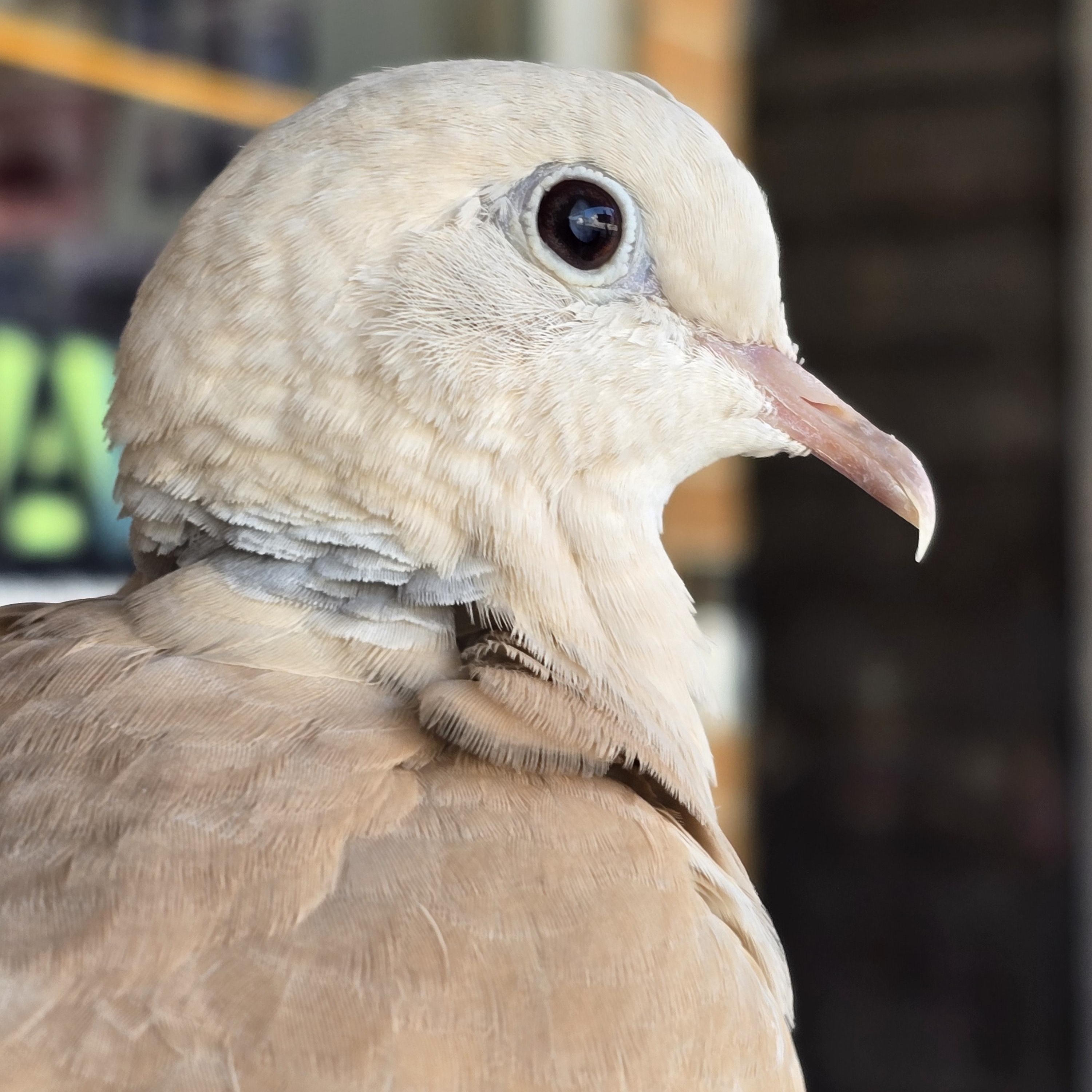 Enlarge Stevie, a Adopted Dove in Waukesha, WI image 3/6