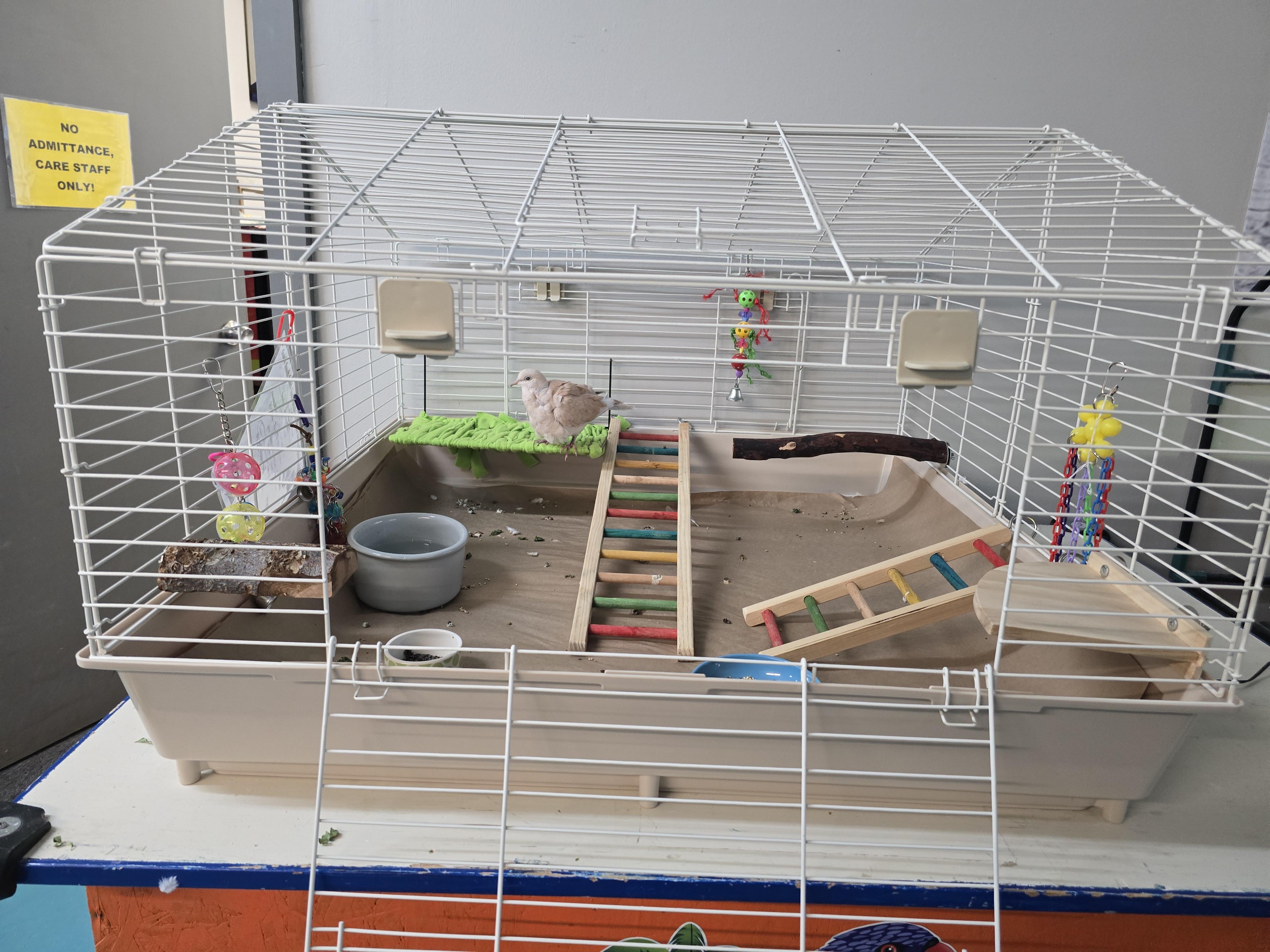 Enlarge Stevie, a Adopted Dove in Waukesha, WI image 4/6