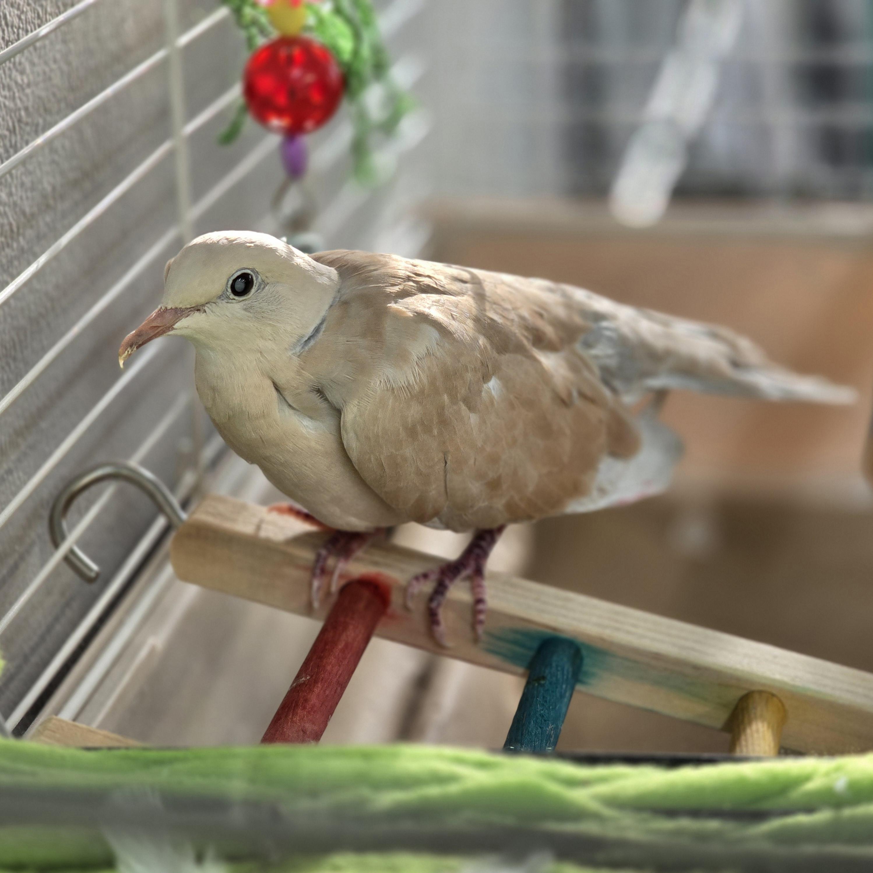 Enlarge Stevie, a Adopted Dove in Waukesha, WI image 1/6