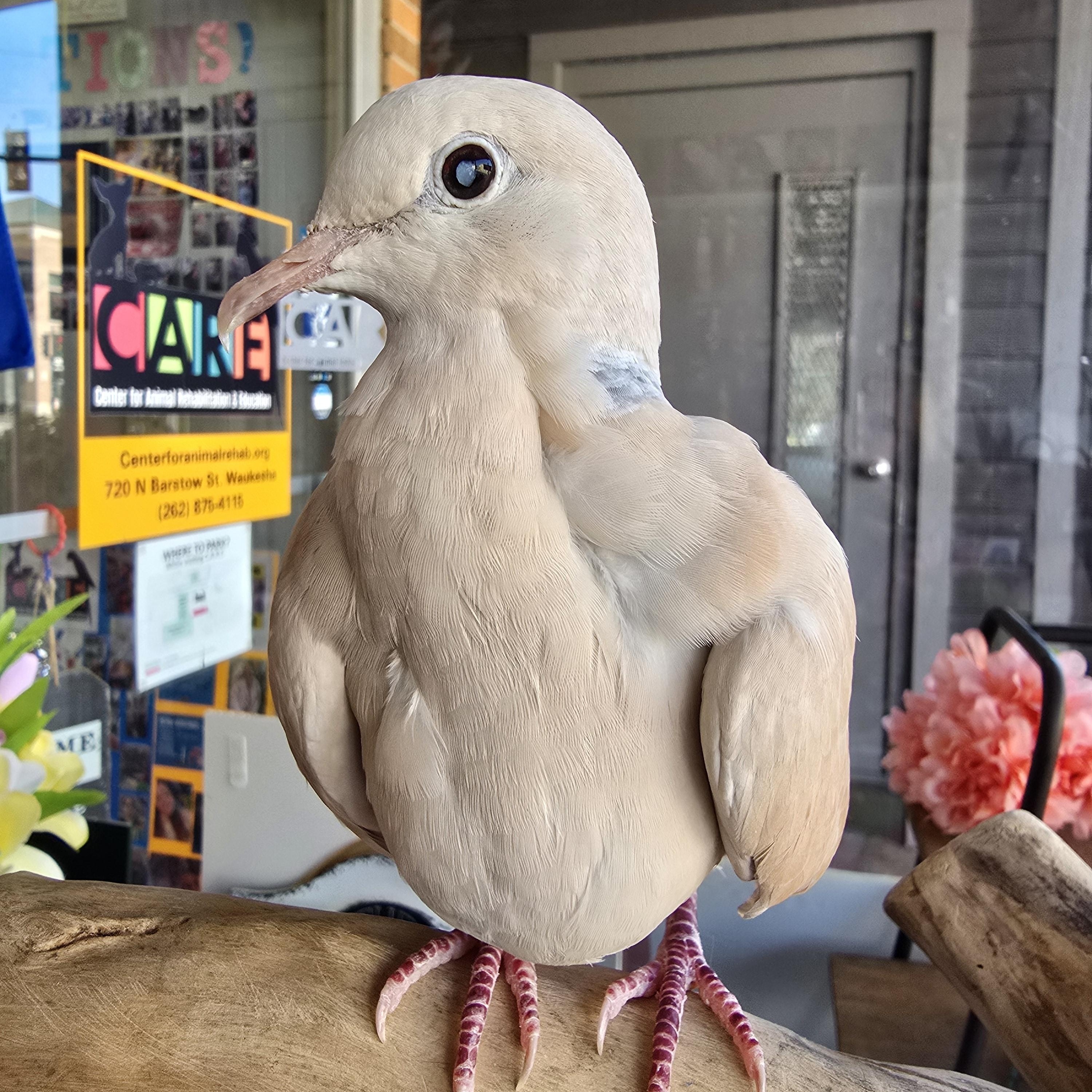 Stevie, Adopted, Adult Male Dove.