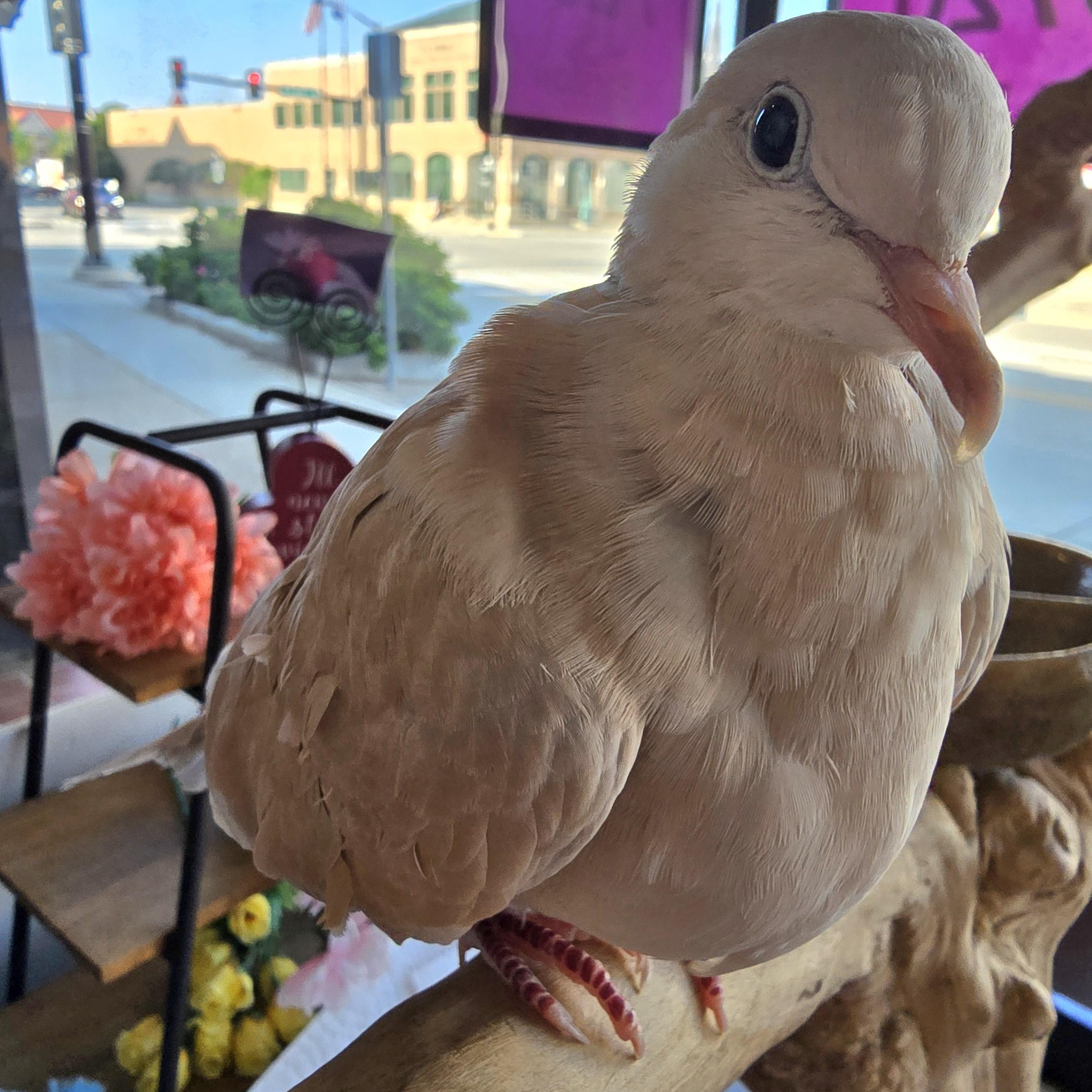 Enlarge Stevie, a Adopted Dove in Waukesha, WI image 5/6