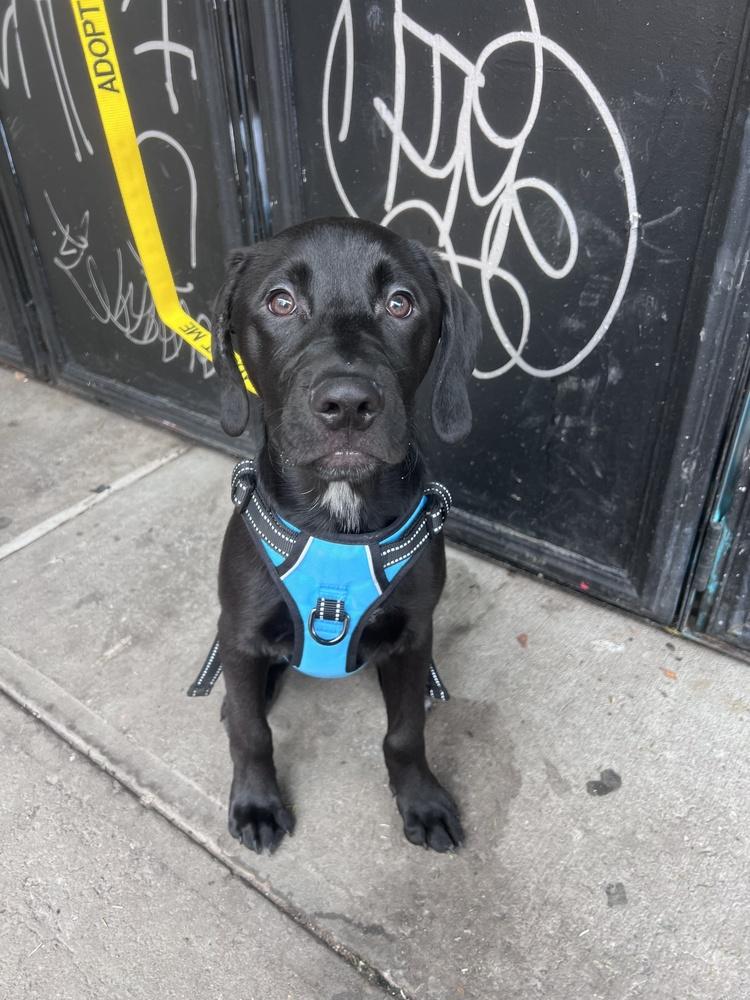 Mel, Adoptable, Puppy Male Labrador Retriever.