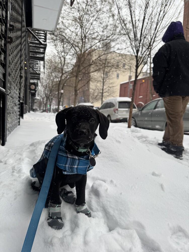 Mel, Adoptable, Puppy Male Labrador Retriever.