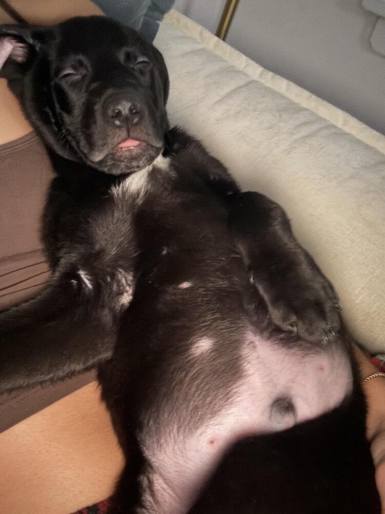 Mel, a Adoptable mixed breed in Manhattan, NY image 2/3