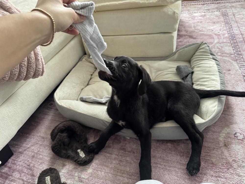 Mel, a Adoptable mixed breed in Manhattan, NY image 3/3