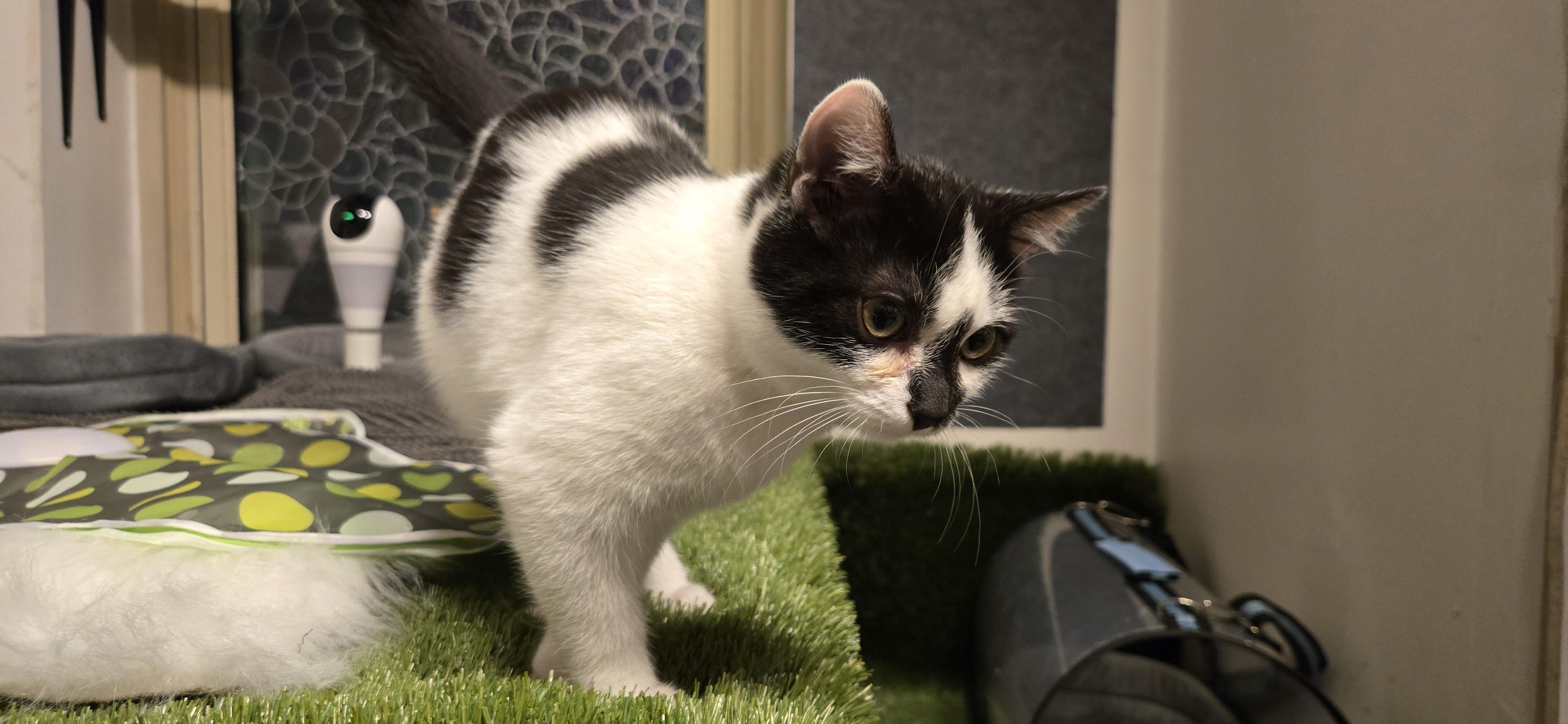 Arlo, adopted, Young Male Tuxedo.