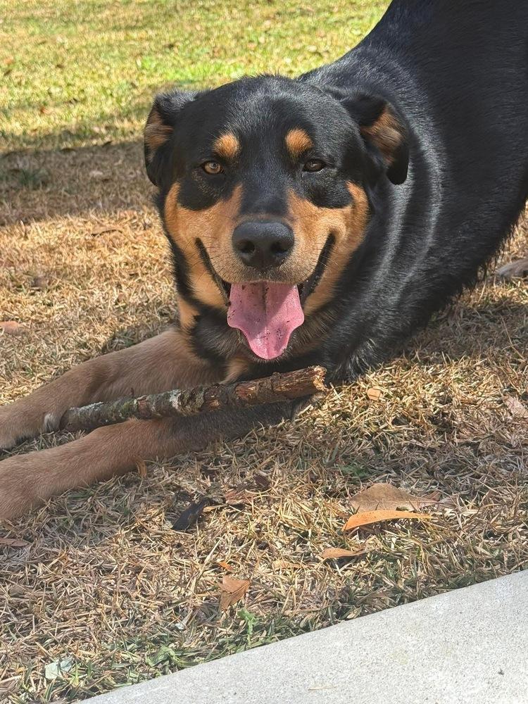 Enlarge Rocco, a Adoptable mixed breed in Windsor Locks, CT image 1/4