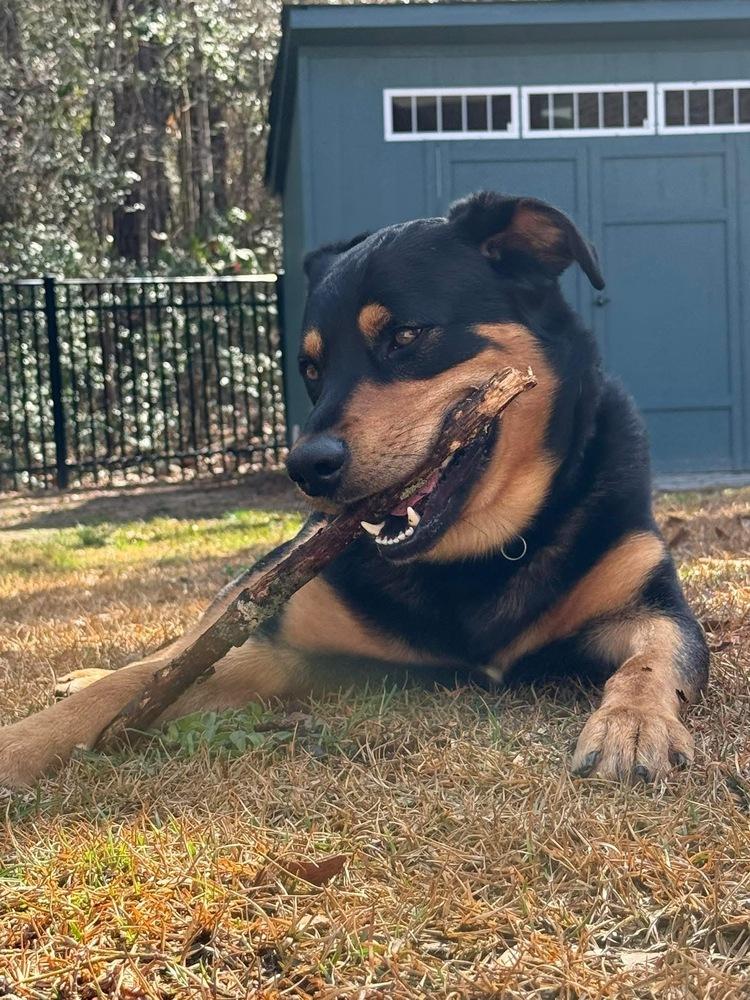 Enlarge Rocco, a Adoptable mixed breed in Windsor Locks, CT image 3/4