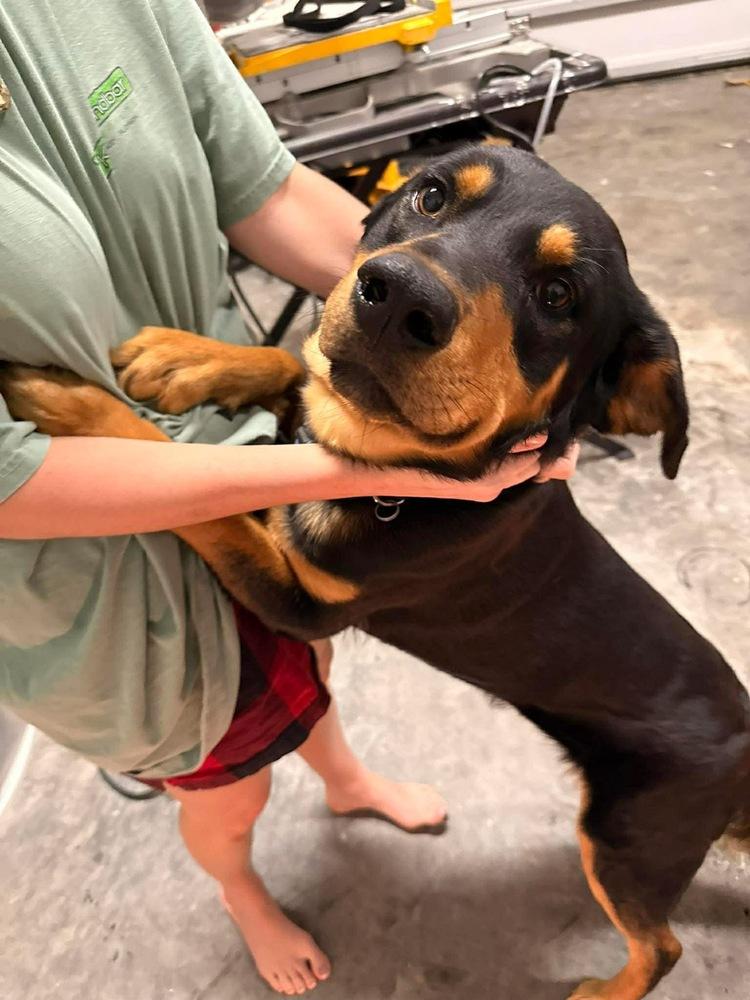 Enlarge Rocco, a Adoptable mixed breed in Windsor Locks, CT image 4/4